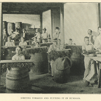 Sorting tobacco and puttiing it in bundles