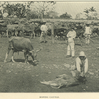 Roping cattle