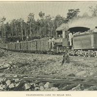 Transferring cane to sugar mill