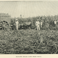 Hauling sugar cane from field