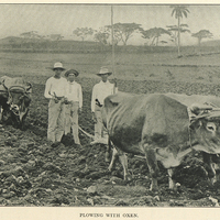 Plowing with oxen