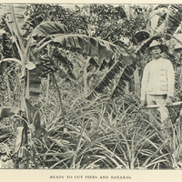 Ready to cut pines and bananas