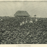 A tobacco plantation