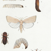 Plate I : Sugar-cane borers