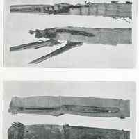 Plate II : Borings of Diatraea Saccharalis in Sugar-Cane