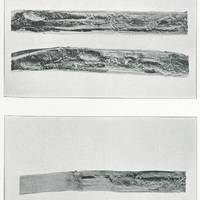 Plate III : Borings of Metamasius Sericeus in Sugar-Cane