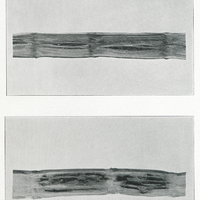Plate IV : Above : Simple drying of cane, showing the angular central cracks. Below : Termite…