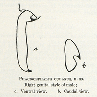 Phaciocephalus cubanus, n. sp. Right genital style of male; a. Ventral / b. Caudal view.