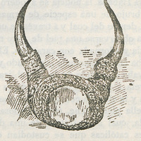 Fetiche brujo (del natural)