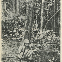 Amazonas - Cortando ouriços de Castanha