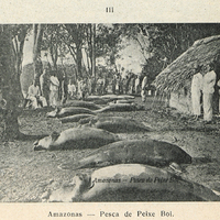 Amazonas pesca de peixe boi