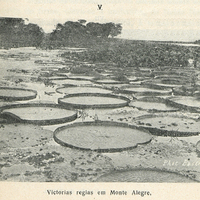 Victorias regias em Monte Alegre