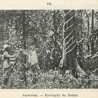 Amazonas extracçao da Balatal