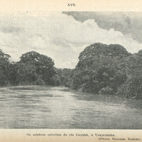 Os celebres estreltos do rio cuyabá, o Uacurutuba.