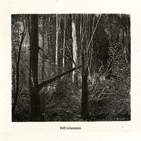 Défrichement