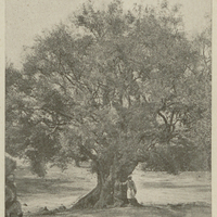 Étude d'olivier.