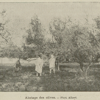 Abatage des olives.