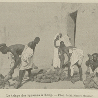 Le triage des ignames à Kong.