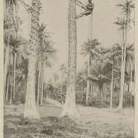 Récolte des amandes de palme.
