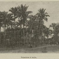 Palmiers à huile.