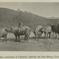 Buffles rentrant à l'étable. Cercle de Cao-Bâng (Tonkin).