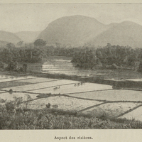 Aspect des rizières.
