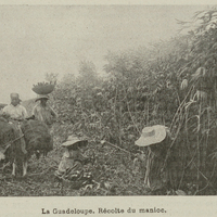 La Guadeloupe. Récolte du manioc.