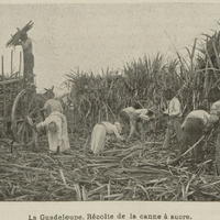 La Guadeloupe. Récolte de la canne à sucre.