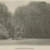 Pandanus sur le Gomen.