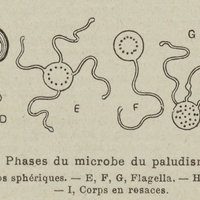 Phases du microbe du paludisme.
