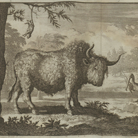 [Description de la chasse]