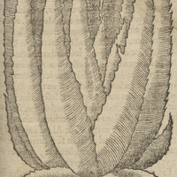 Aloës de Matthiole.