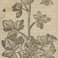 Imperiale de Matthiole.