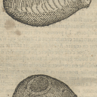 Fruict du Bdellium de Cortbusus.