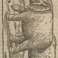 Figure des Elephans.
