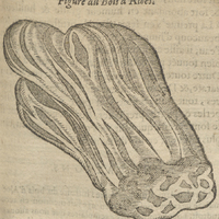 Figure du Bois d'Aloës.
