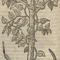 Betre de Garcie du Iardin.