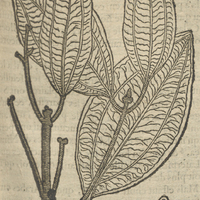 Figure du Tamalapaira avec son petit rameau.