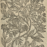Poyure de Matthiole.
