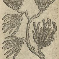 Poyure Aethyopique.