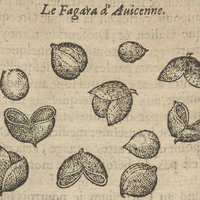 Le Fagara d'Auicenne.
