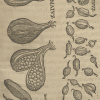Figure des Cardamomes. Maivs., Medivm, Minvs.