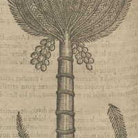 Areca, ou Fausel de Clusius.
