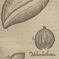 Auellaines des Indes de Clusius. Mehenbethene., Nucleus.