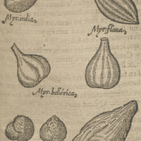 Myrobalans.Myr.indias, Myr. Flauas, Myr. belléricas, Myr. emblicas, Myr. Chepulas