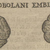 MYROBOLANI EMBLICAE