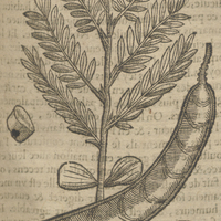 Les feuilles, le fruict, & la semence des Tamarins.