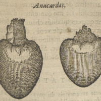 Anacardes.