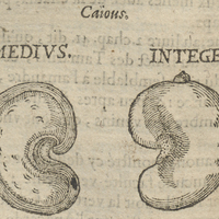 Caious. Medivs, Integer.