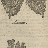 De l'Amome, & de l'Amomis. Amomum., Amomis.